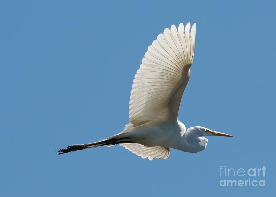 Flying Great Egret Photograph by Carol Groenen
