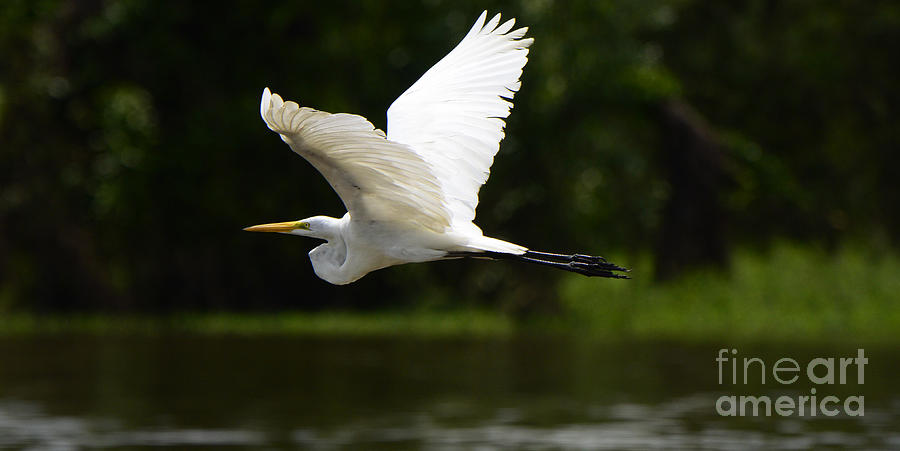 Great Egret Amazon River Photograph by Bob Christopher