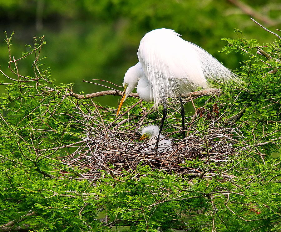 Great Egret and Chick Photograph by David Byron Keener - Fine Art America