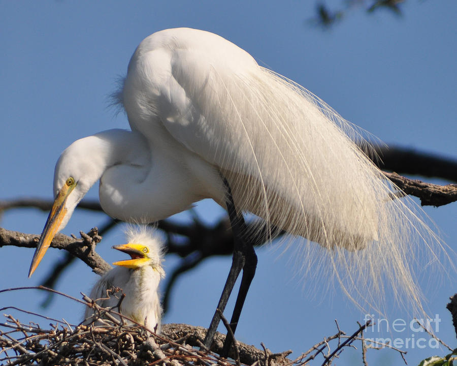 Great Egret and Chick Photograph by Lydia Holly