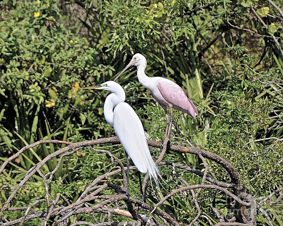 Great Egret and Roseate Spoonbill Photograph by Carol  Bradley