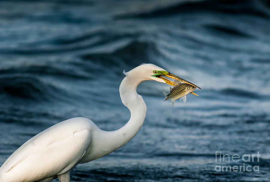 Great Egret And Sand Bass Photograph by Robert Frederick