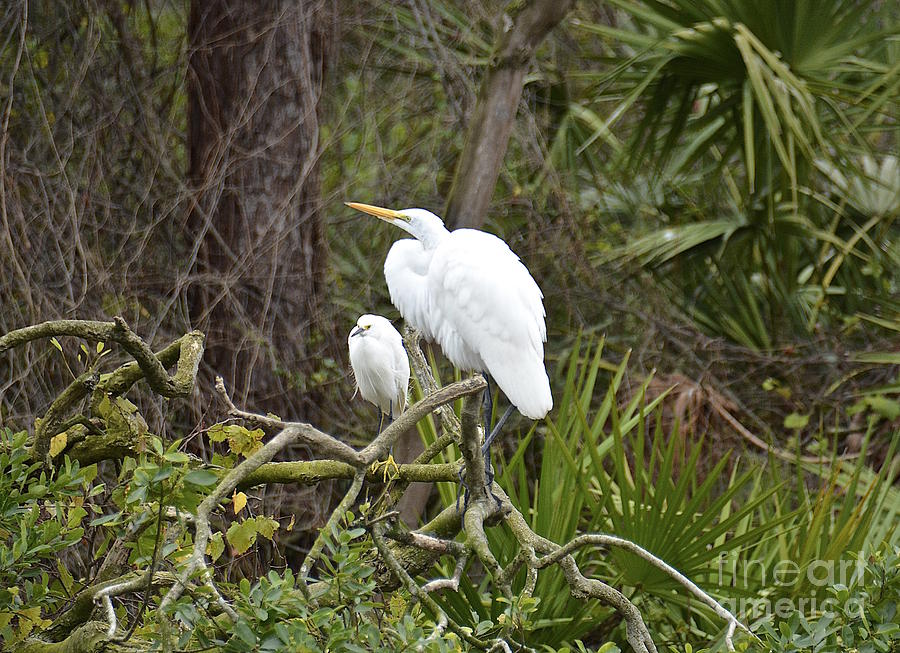 Great Egret and Snowy Egret Photograph by Carol  Bradley