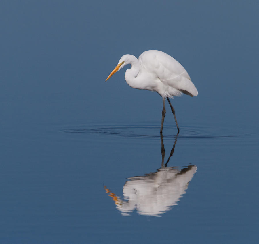 Great Egret Photograph by Angie Vogel - Fine Art America