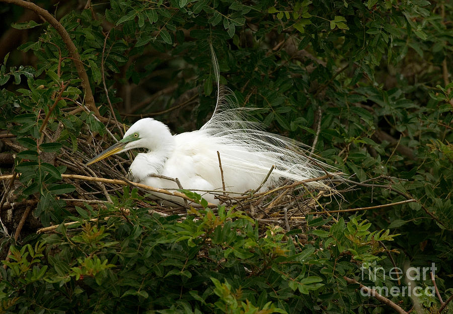 Great Egret Photograph by Anthony Mercieca