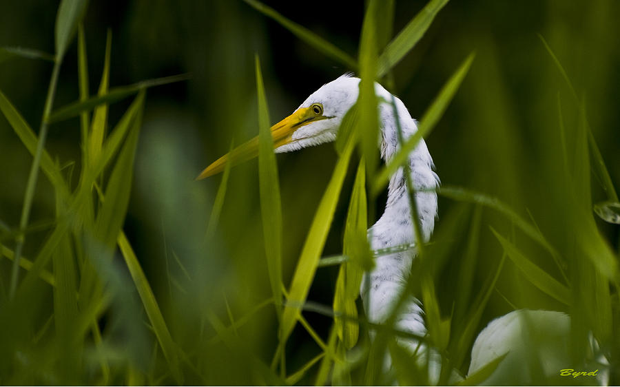 Great Egret - Ardea alba Photograph by Christopher Byrd