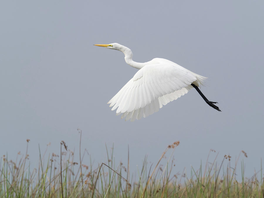 Great Egret Ardea Alba In Flight Photograph by Panoramic Images - Fine ...