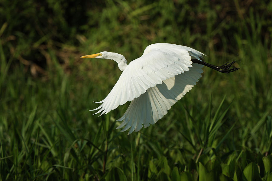 Great Egret (ardea Alba Photograph by Pete Oxford Fine Art America