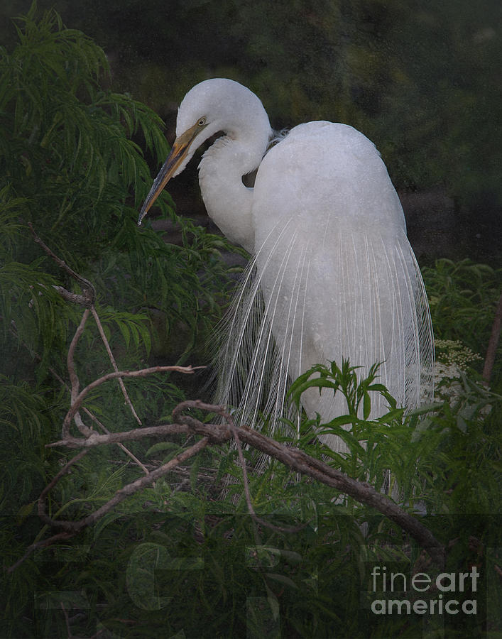 Great Egret Photograph by Art Whitton