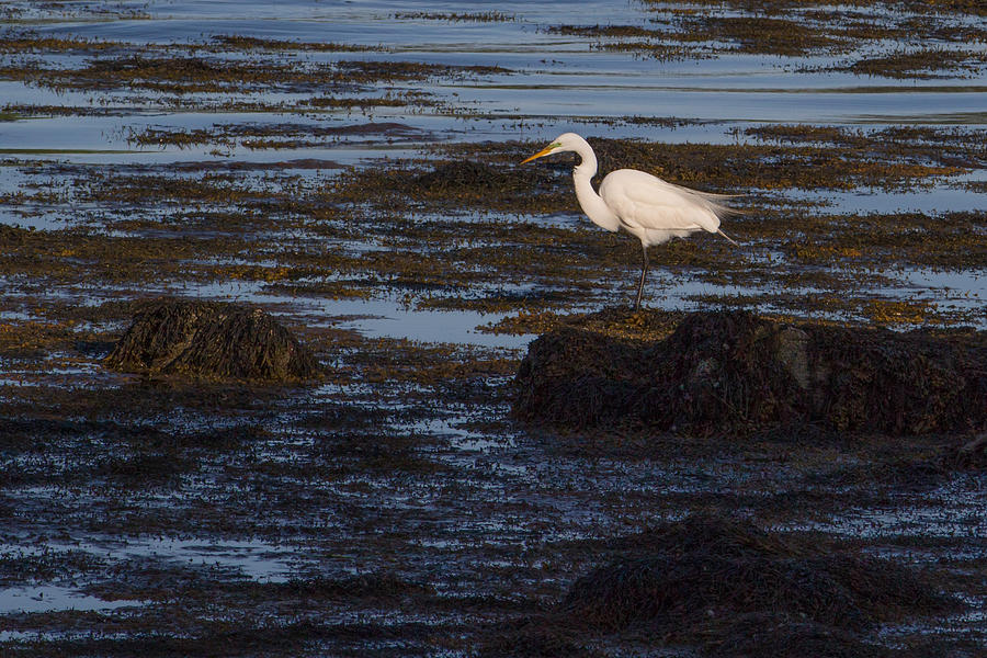 Great Egret at Avery Point Photograph by Kirkodd Photography Of New England