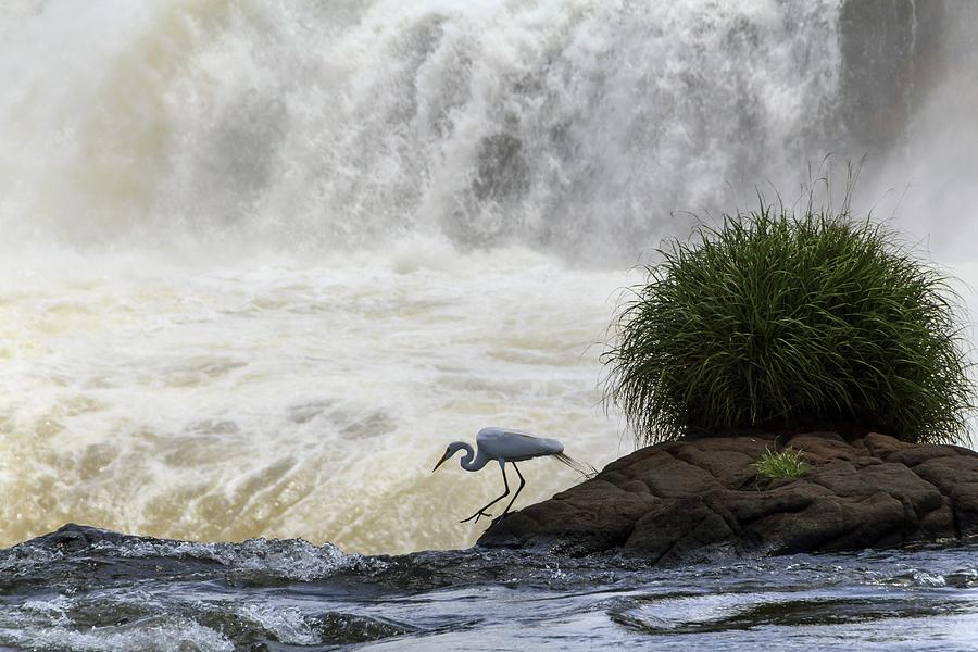 Great Egret At Iguazu Falls Photograph by Alfred Pasieka
