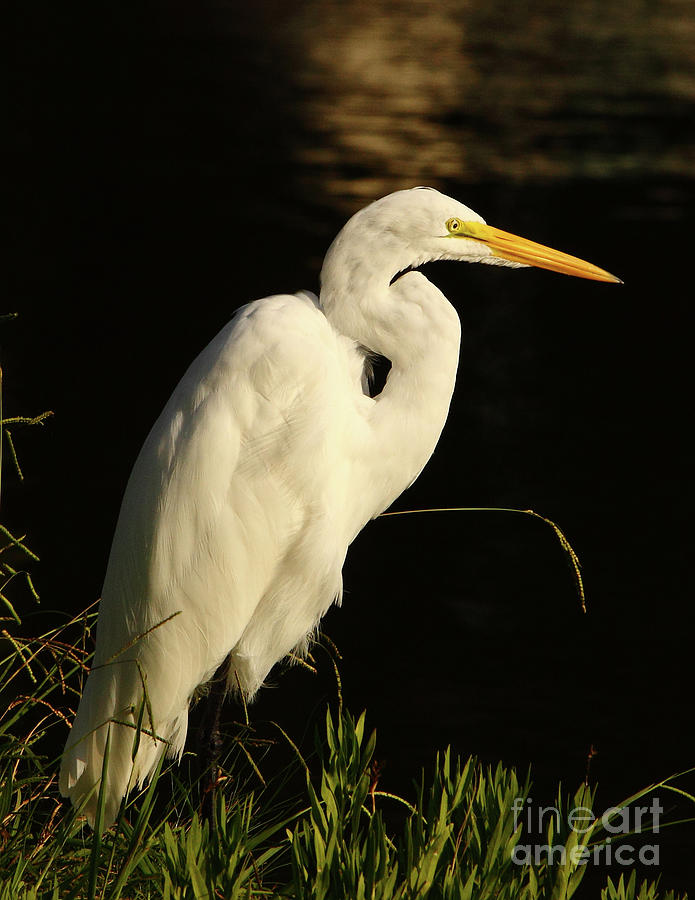 Great Egret At Morning Photograph by Robert Frederick