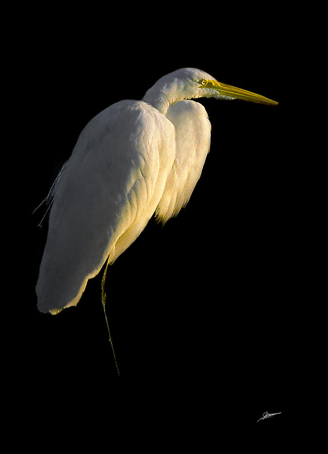 Great Egret at Sunset Photograph by Phil Jensen