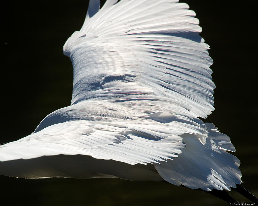 Great Egret Photograph by Avian Resources