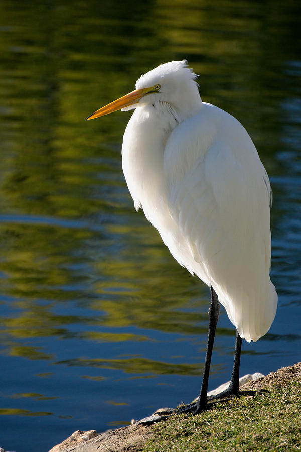 Tree Photograph - Great Egret by Bill Boehm