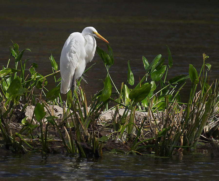 Great Egret Photograph by Bill Chambers