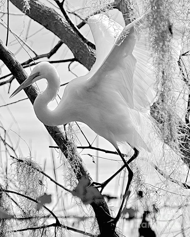 Great Egret Black and White Photograph by Carol  Bradley
