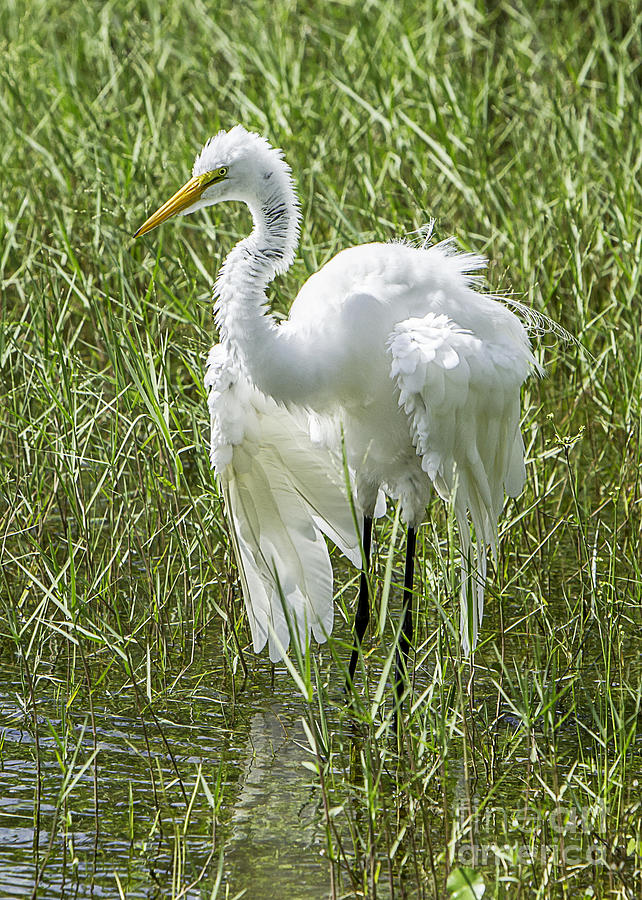 Great Egret Photograph by Brad Marzolf Photography
