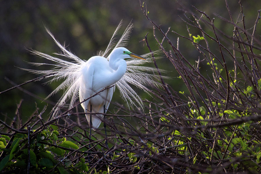 Great Egret Breeding Plumage Photograph by Mark Newman