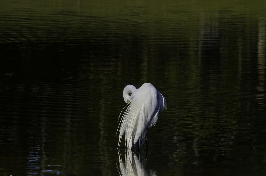Egret Photograph - Great Egret  by Brian Manley