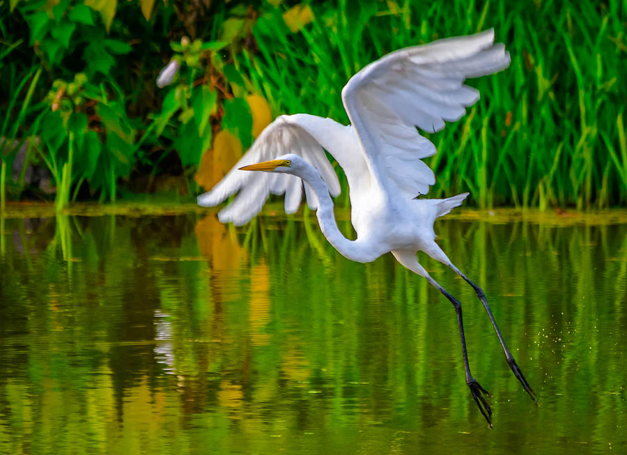 Bird Photograph - Great Egret by Brian Stevens
