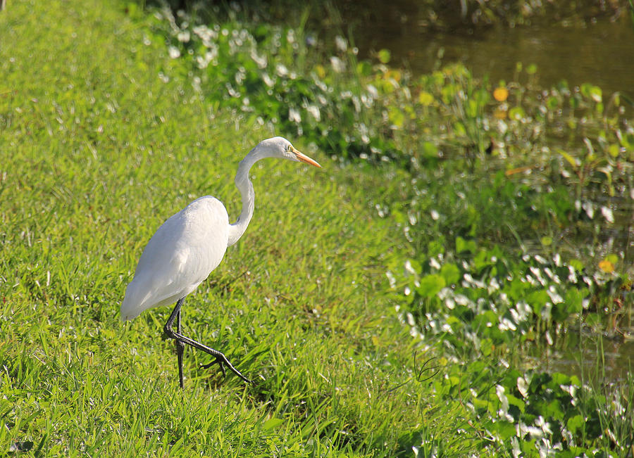 Great Egret by the Pond Photograph by Rosalie Scanlon