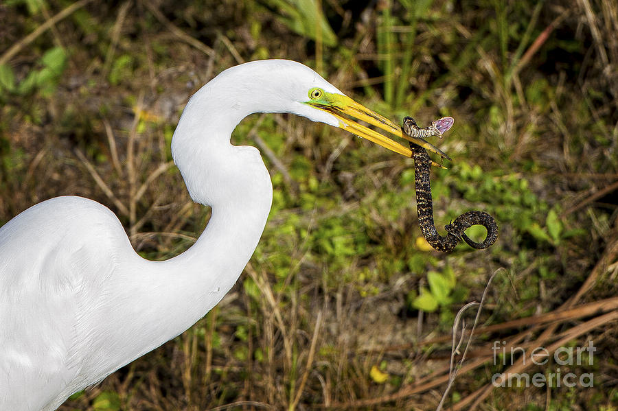 Great Egret Captures Snake Photograph by Ronald Lutz