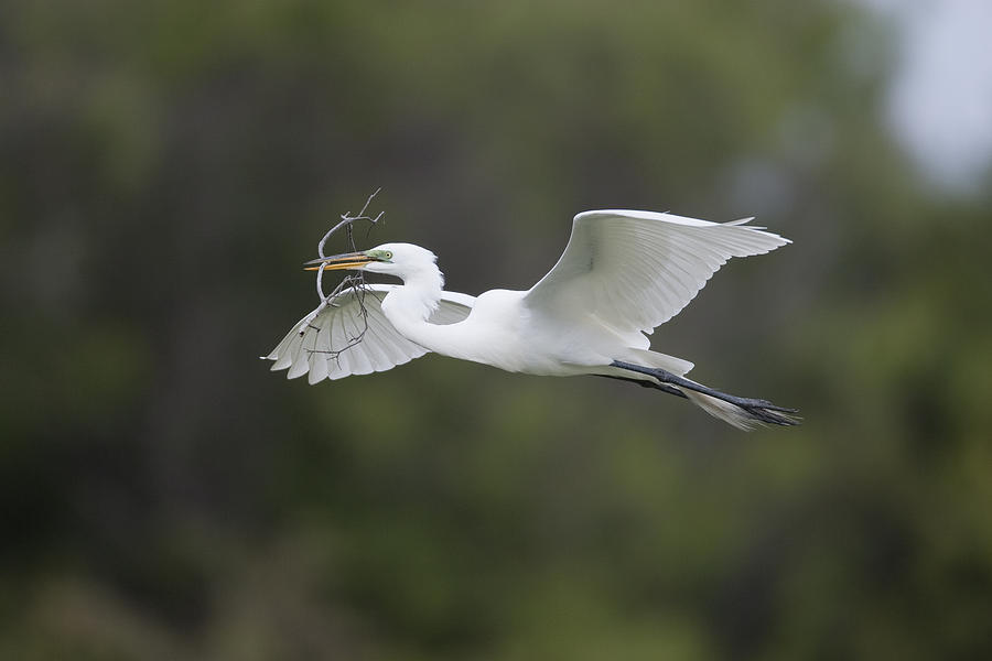 Great Egret Carrying Nesting Material Photograph by Tom Vezo