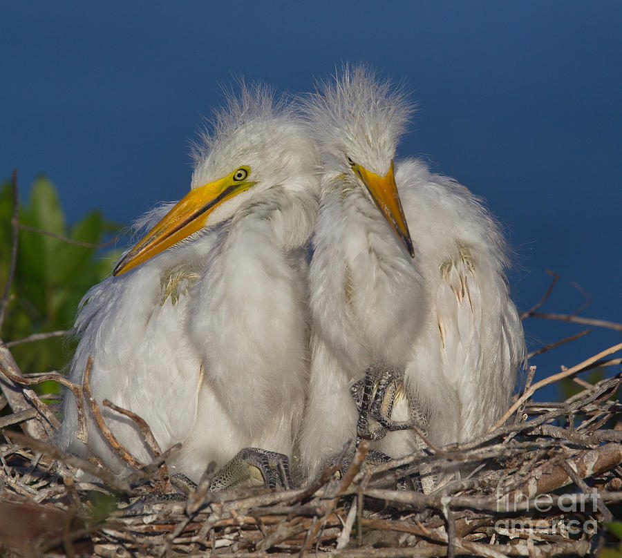 Great Egret Chicks Photograph by Jerry Fornarotto