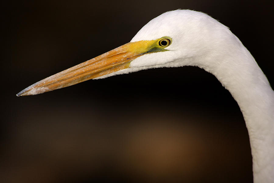 Great Egret Photograph by Craig K. Lorenz