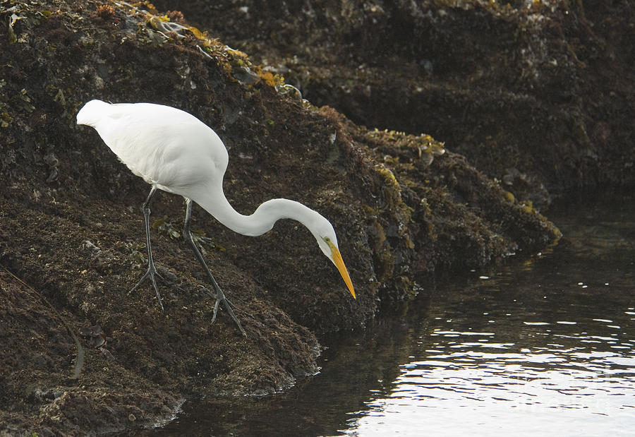 Great egret by Dan Suzio Great egret by Dan Suzio