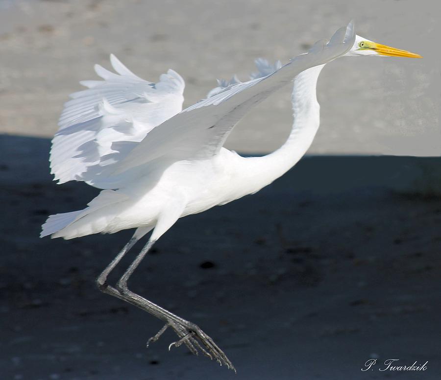 Great Egret Dancing Photograph by Patricia Twardzik