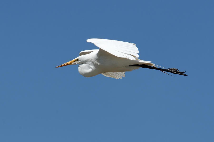 Out of the Blue -- Great Egret in Morro Bay, California Photograph by Darin Volpe