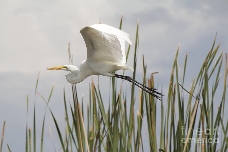 Great Egret Photograph by David Grant