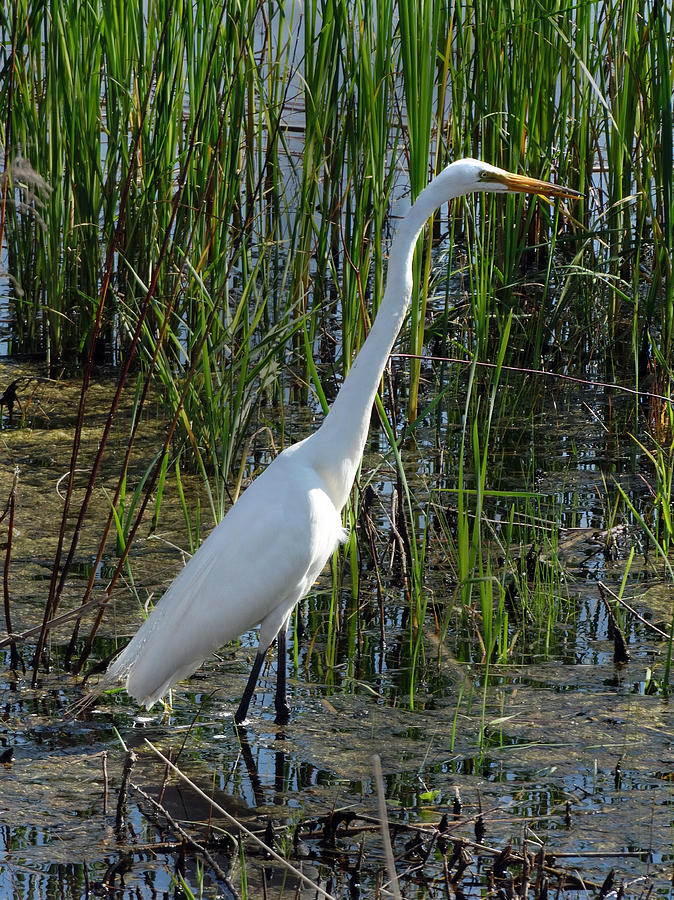 Great Egret Photograph by David T Wilkinson