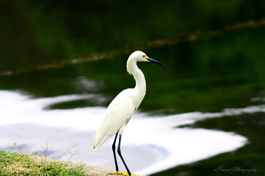 Great Egret Photograph by Debra Forand