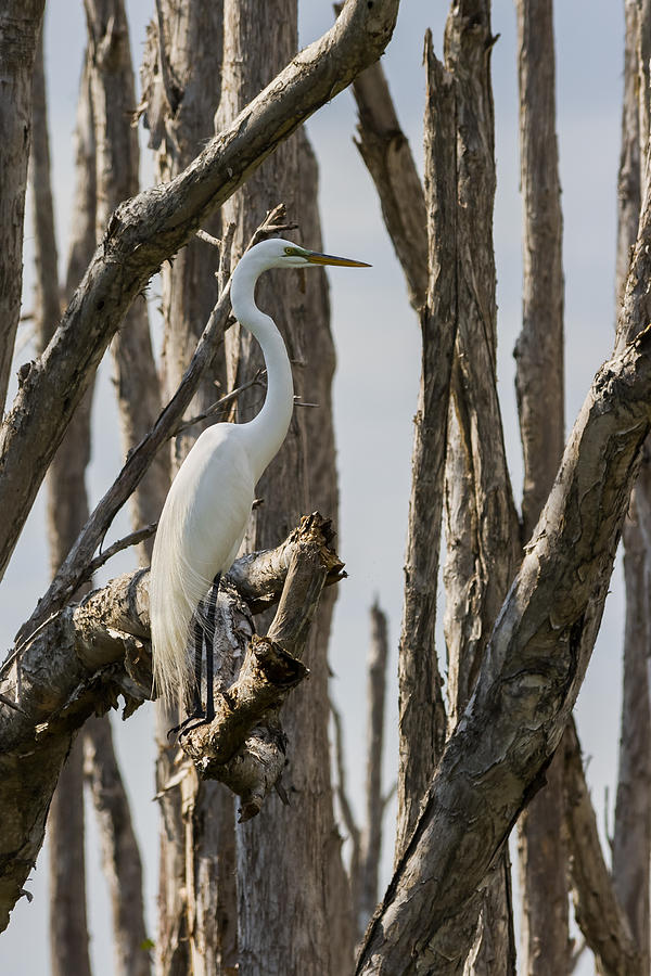 Great Egret Photograph by Ed Gleichman