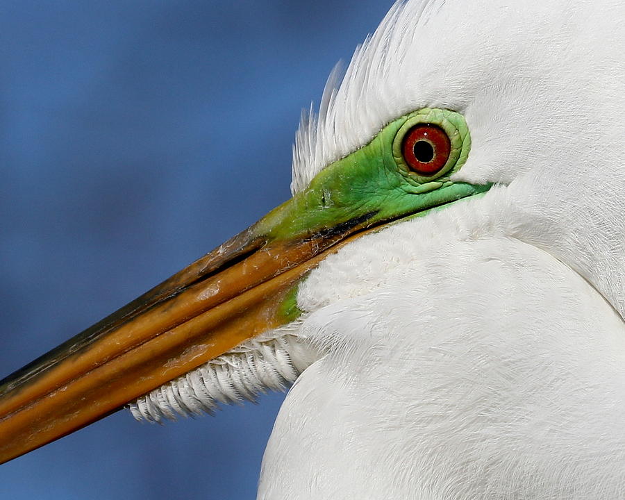 Egret Photograph - Great Egret Eye in Breeding Color by Erin Tucker