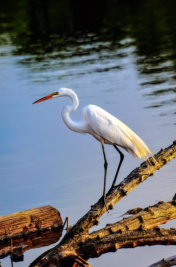 Great Egret Fishing Photograph by Patrick Wolf