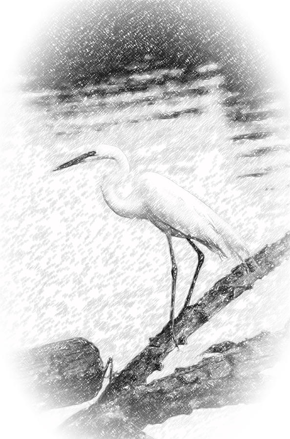 Great Egret Fishing Pencil Sketch Photograph by Patrick Wolf