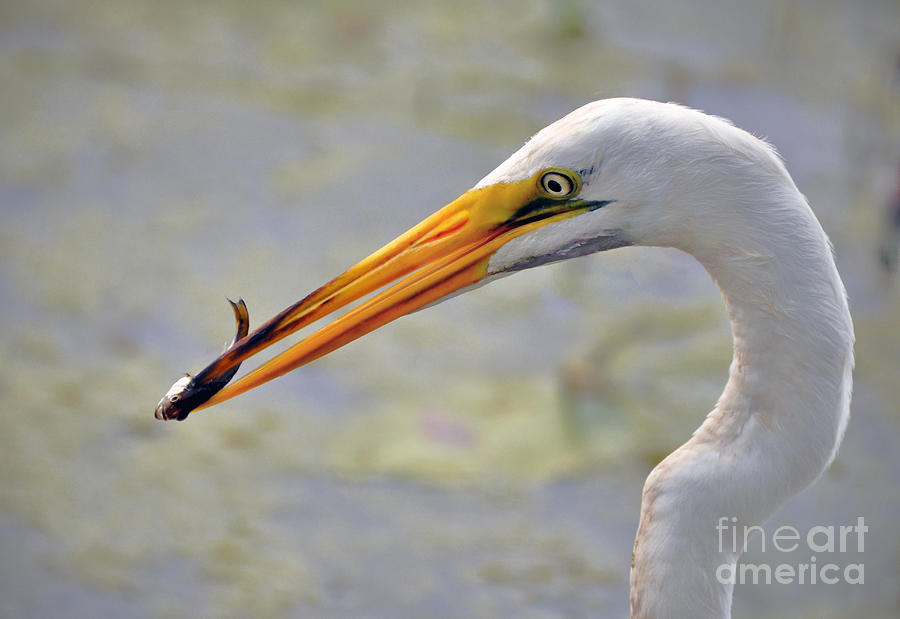 Great Egret Fishing Photograph by Savannah Gibbs