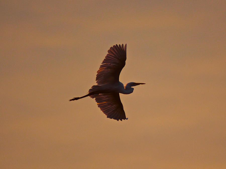 Great Egret Flight at Dawn Photograph by John Dart