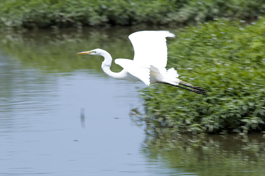 Great Egret Flight II Photograph by Vernis Maxwell - Fine Art America