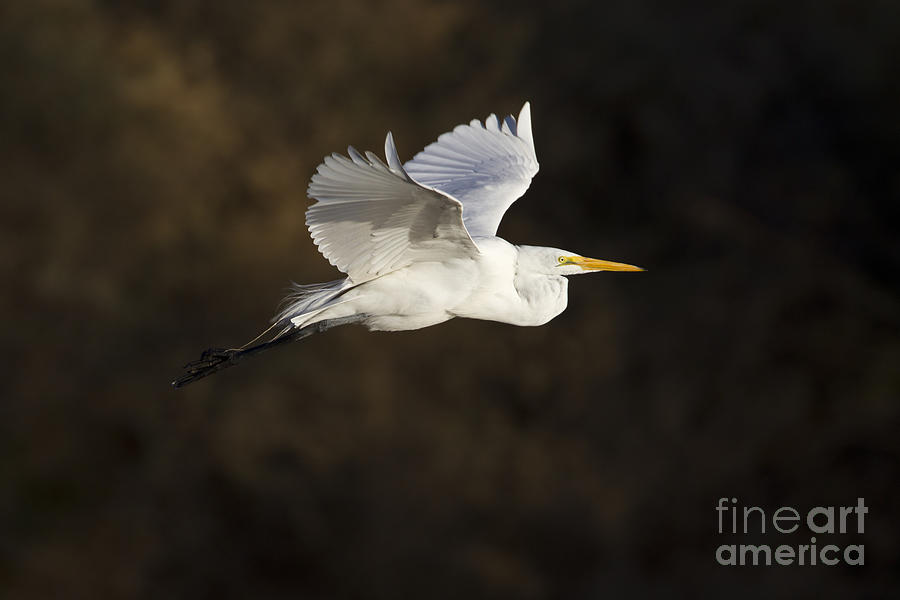 Great egret flying by Photograph by Bryan Keil
