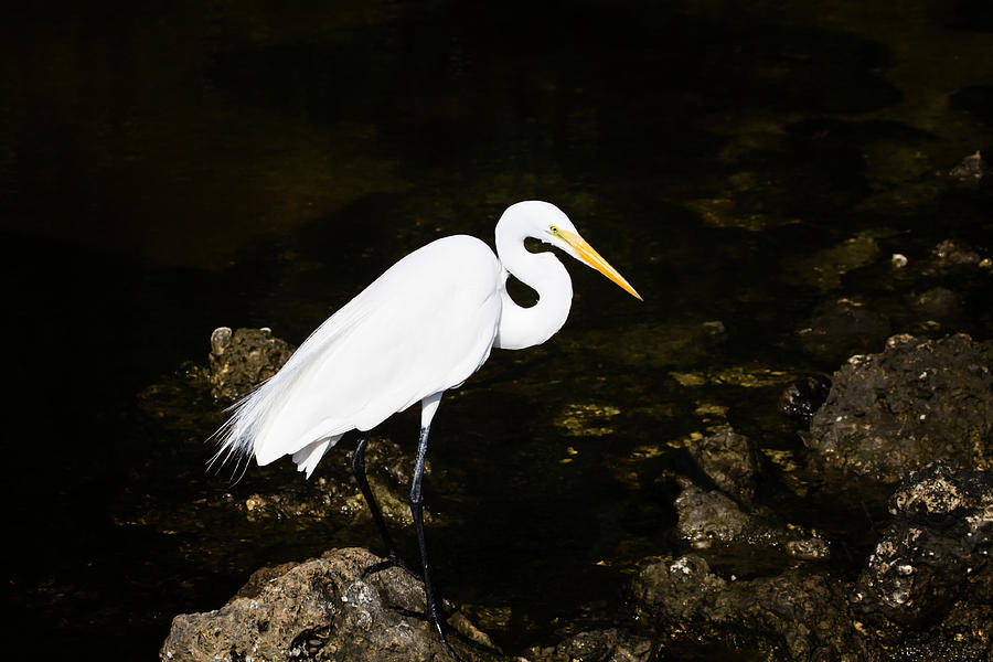 Great Egret Photograph by Gary Hall