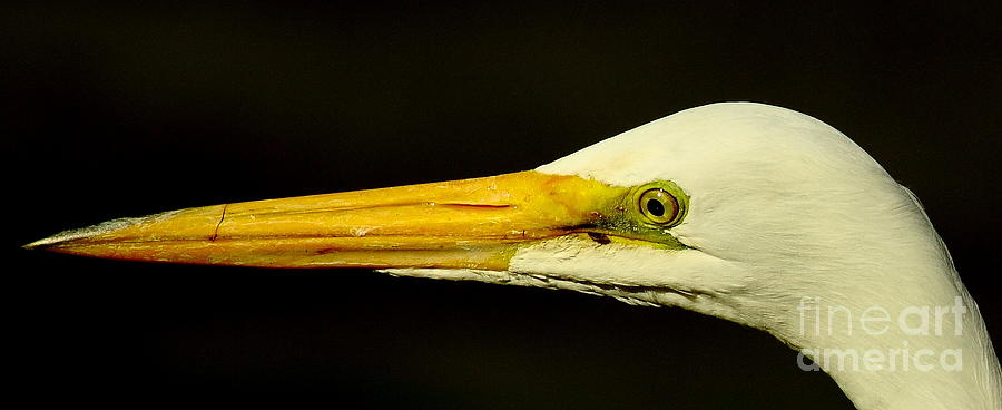 Great Egret Head Photograph by Robert Frederick