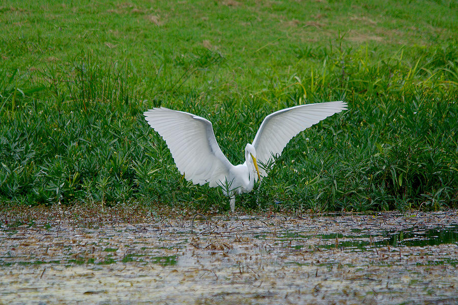 Great Egret Hunting And Fishing Photograph