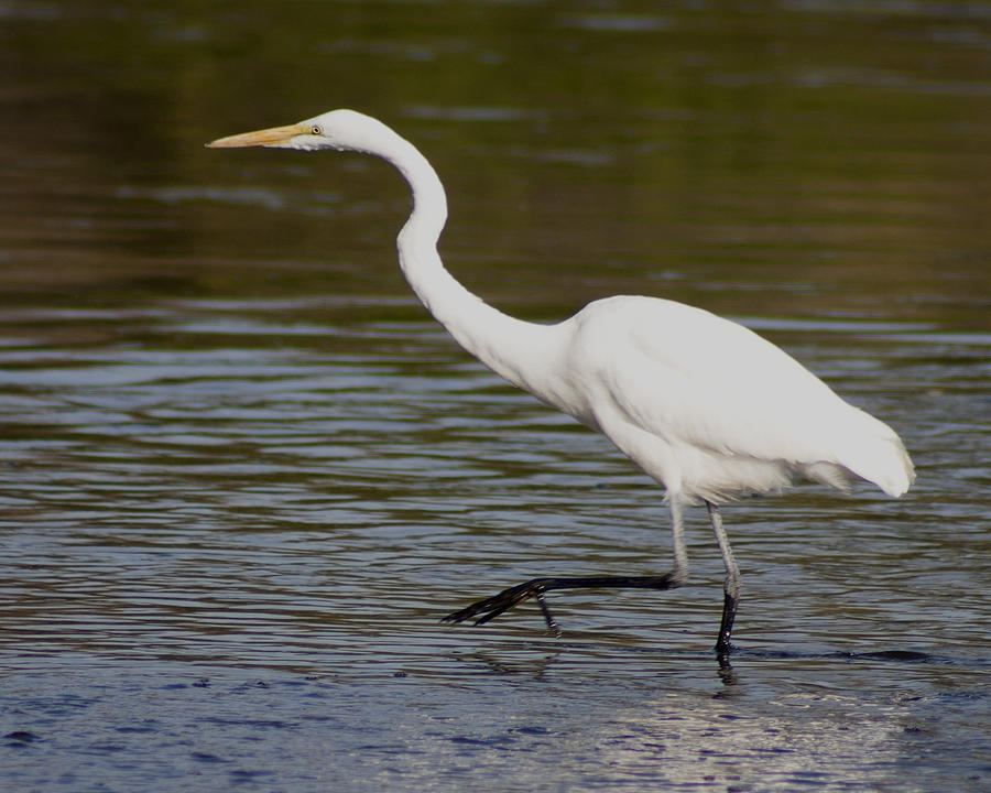 Great Egret Hunting Photograph by Mike Eckersley - Fine Art America