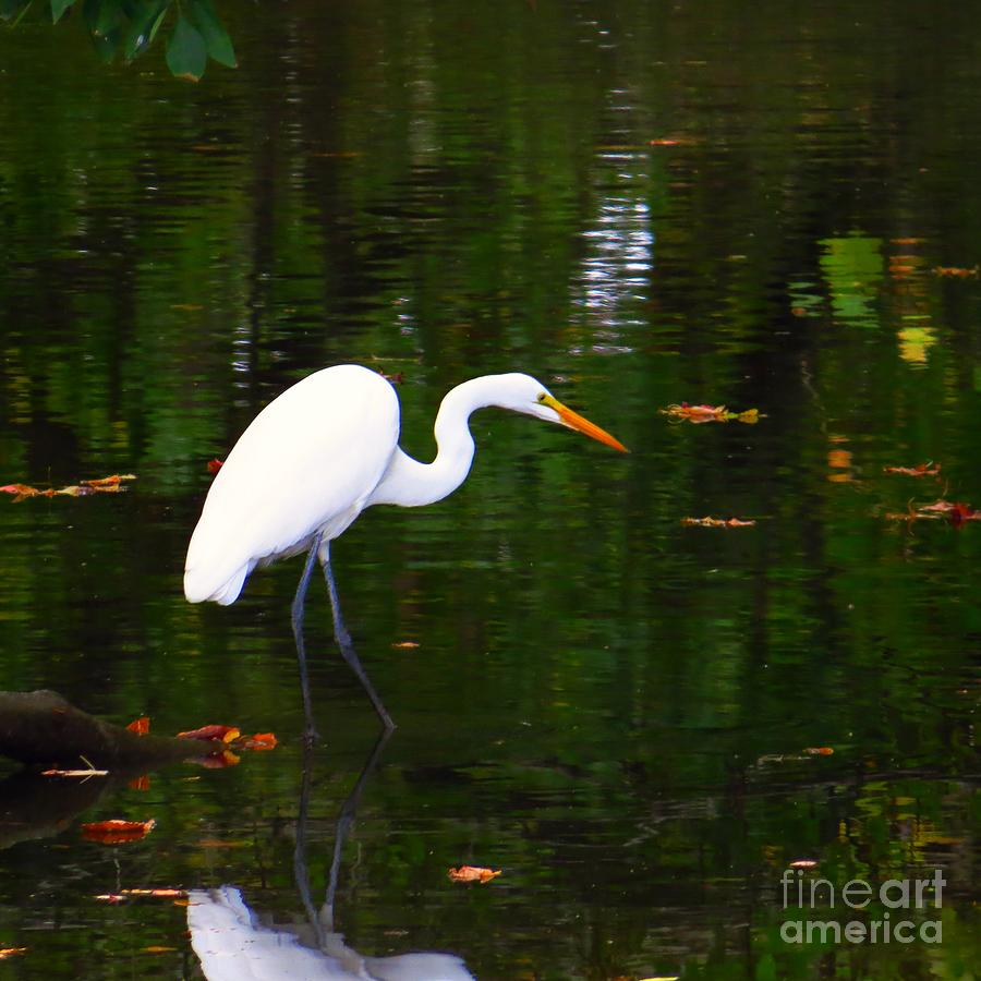 Great Egret Hunting Photograph by Scott Cameron