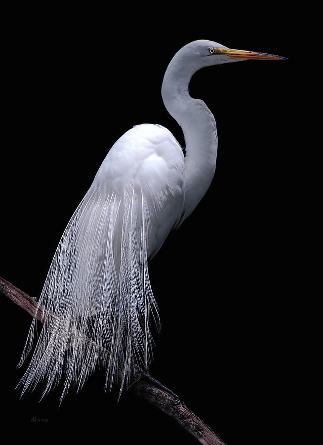 Great Egret I Photograph by Donna Proctor